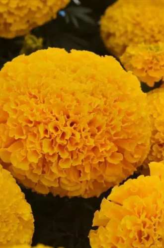 Marigold Tagetes Erecta Marvel I I Gold 1000 semien